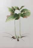 marysepoirier - GERMINATION